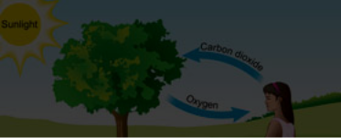 Respiration in Plants 