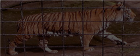 A Tiger in the Zoo (Poem)